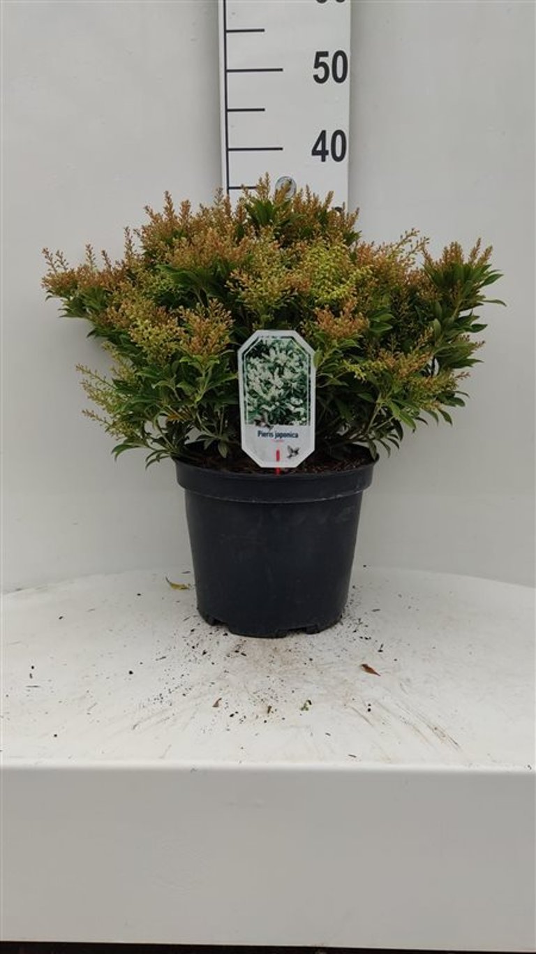 Pieris jap. 'Cupido' - C10 40-50 CM